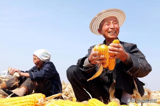 别拿苞米不当干粮啥意思