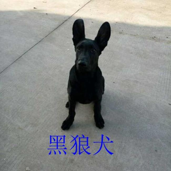 墨界黑狼犬能捕兔