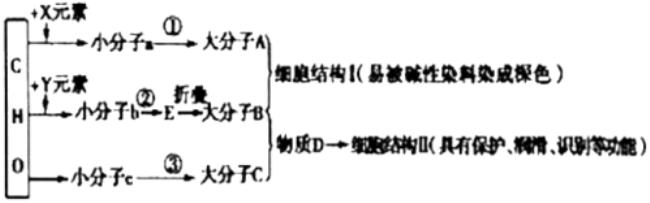 多聚体和生物大分子的区别