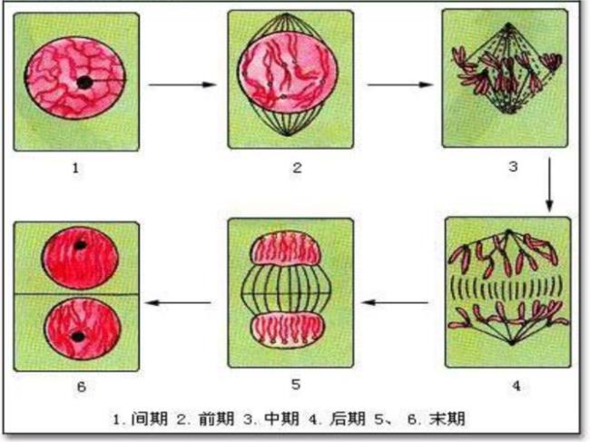 卵母细胞减数分裂过程