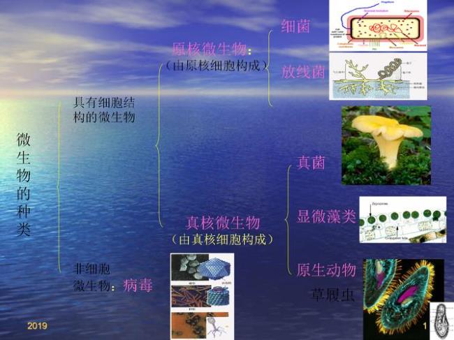 原核细胞型微生物特点