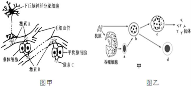 体液调节分为哪两类型