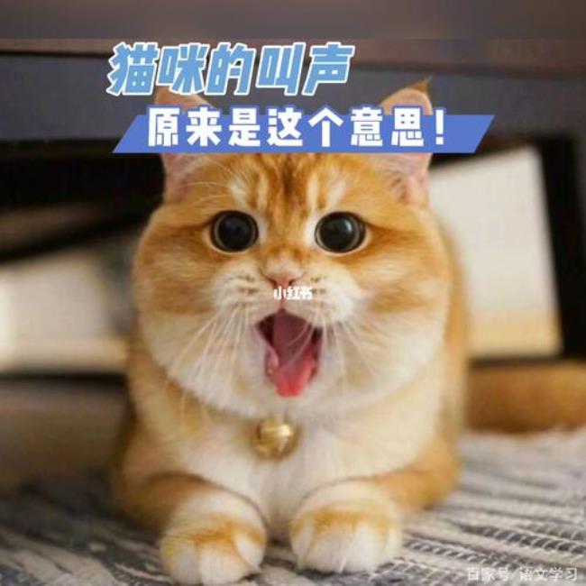 猫的叫声吸引猫