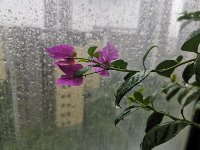 七月风吹八月雨下一句