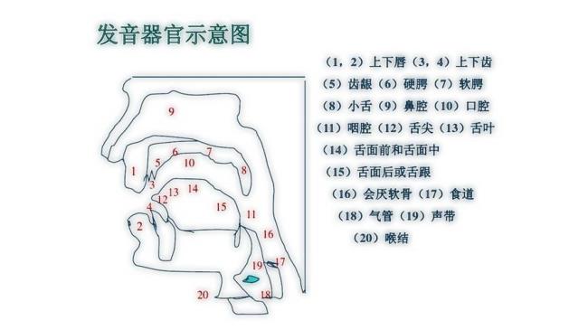 L音发不准怎么办L音矫正教程