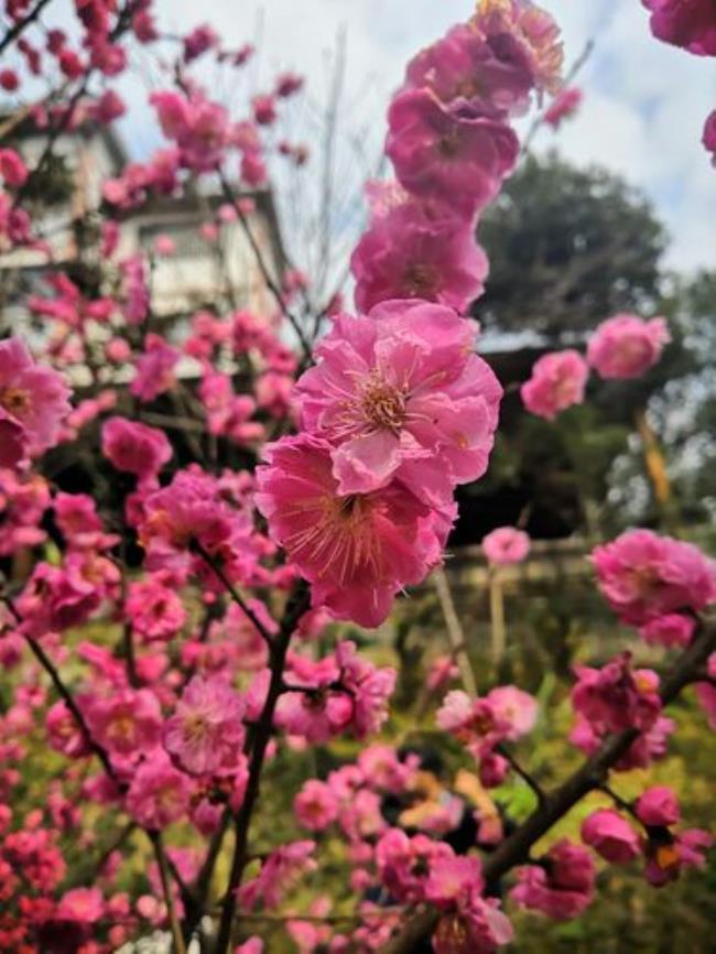 蓓蕾黄花当径开注释