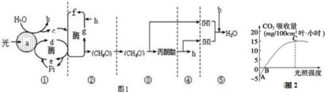 C0z进行光合作用方程式