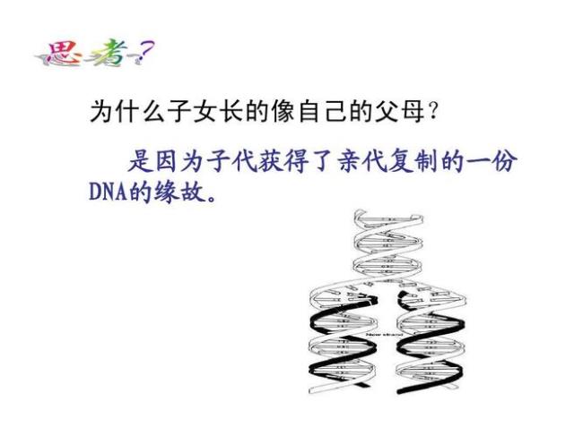 DNA亲代与子代的区别