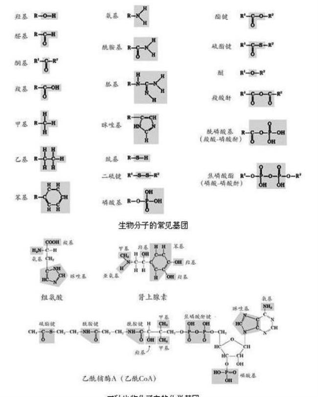 酮基和醛基有什么区别