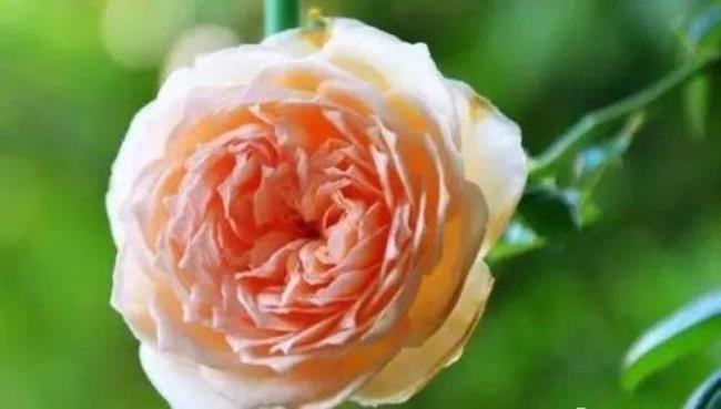 全世界有多少粉玫瑰品种