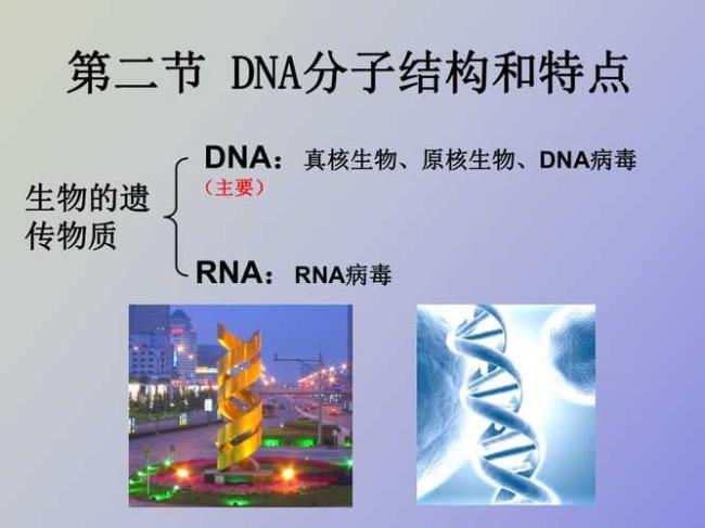 DNA的三链体有什么特点