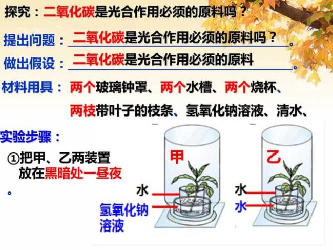 净光合是从外界吸收氧吗