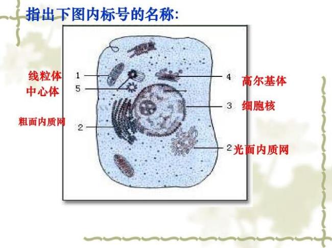 原核细胞有内质网吗