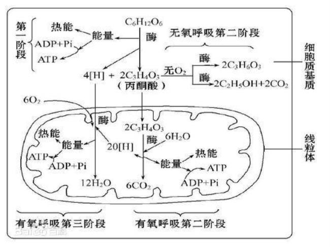 什么是归化和异化