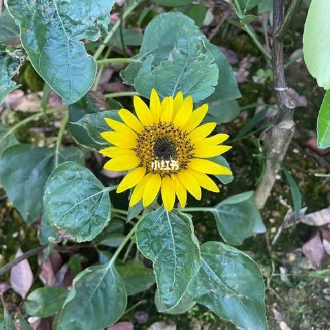 向日葵开花会干什么