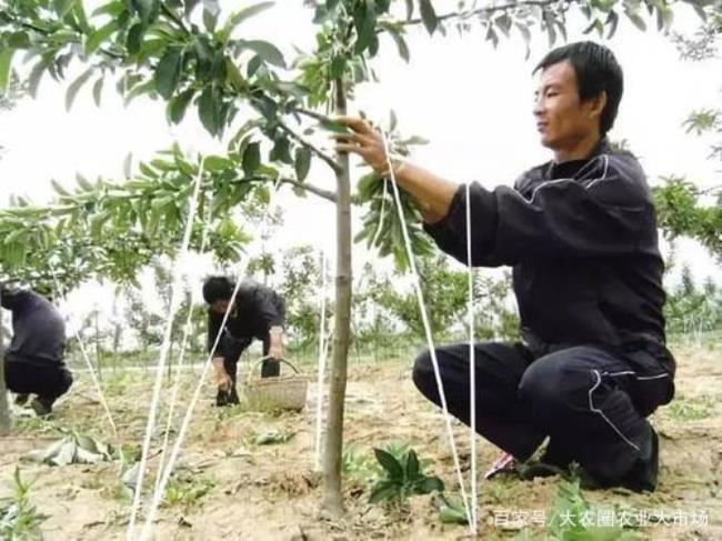 果树新梢停止生长在阴历几月份