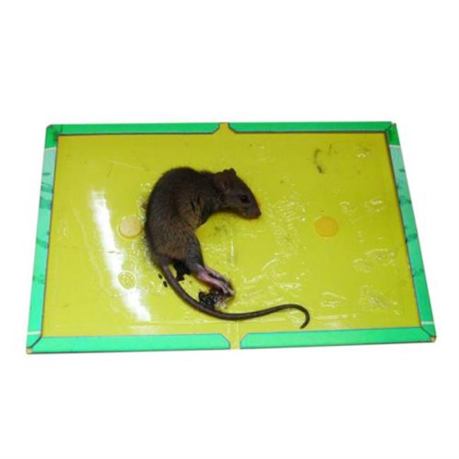 mice跟rats的区别