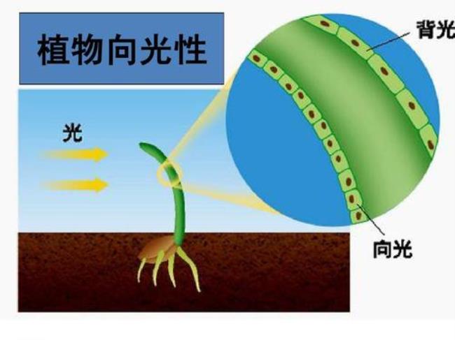 为什么植物会向光性弯曲