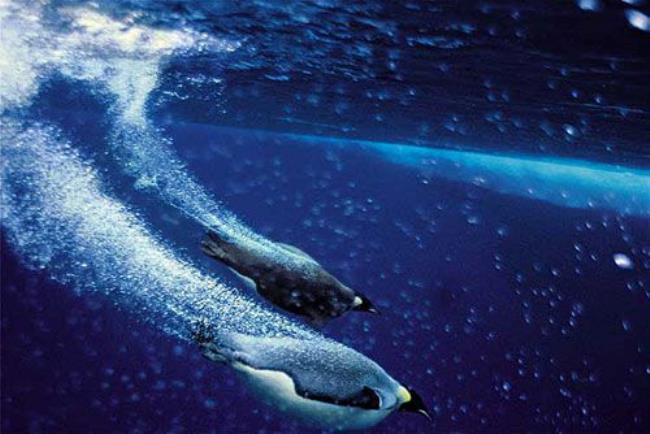 企鹅为什么在水中那么久