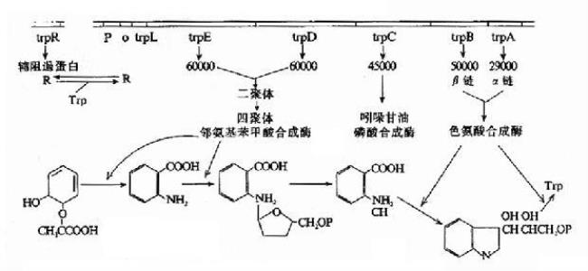 色氨酸操纵子的结构