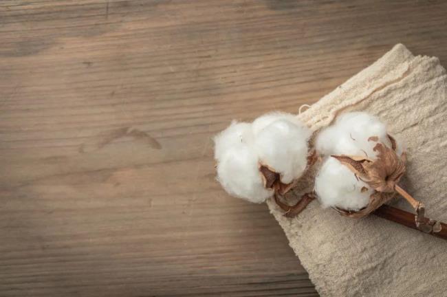 美国南方种的是什么棉花