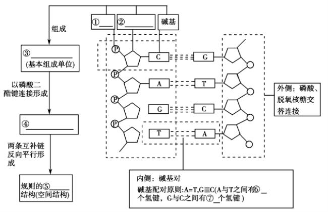 DNA分子复制的过程及特点