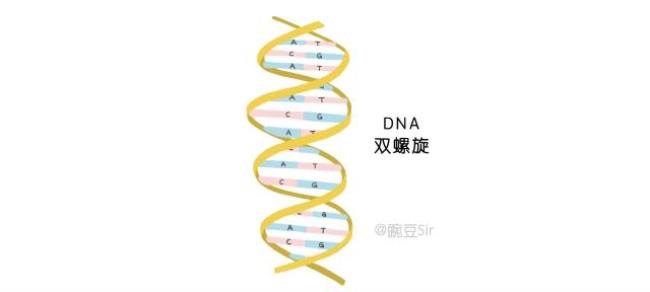 dna分子双螺旋结构运用了