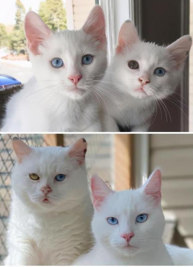为什么一只猫的眼睛有两种颜色
