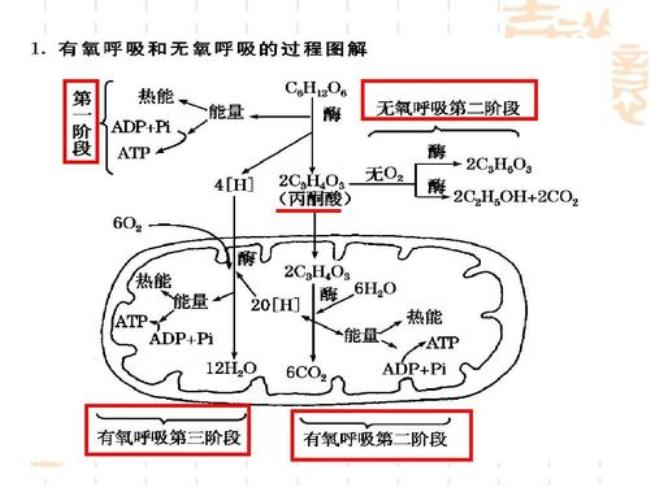 动物细胞有氧呼吸化学方程式