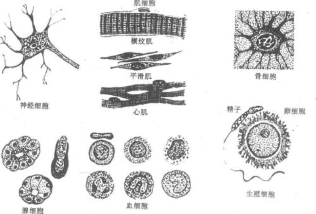 细胞的概念