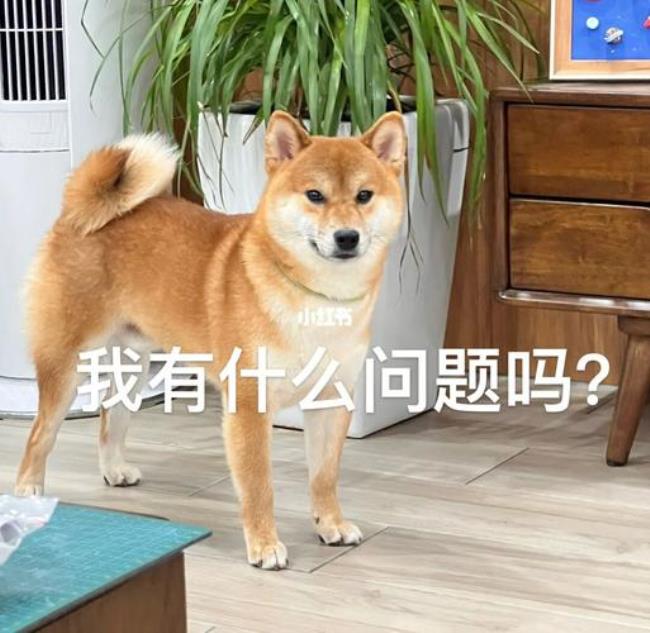 拉布拉多柴犬哪个更适合家庭养