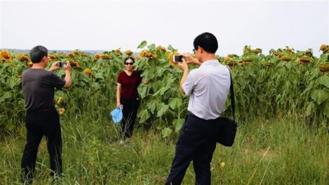 内蒙的葵花城现在叫什么名字