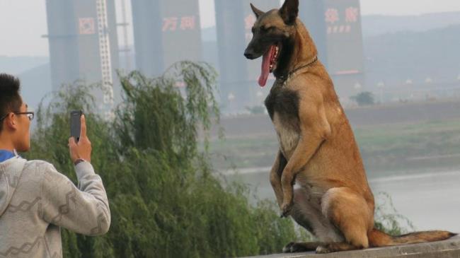 马犬初步训练教程