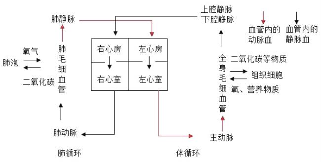 生物体循环肺循环顺口溜