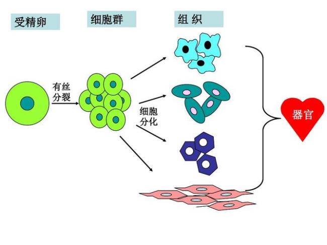 细胞分化的结果和意义