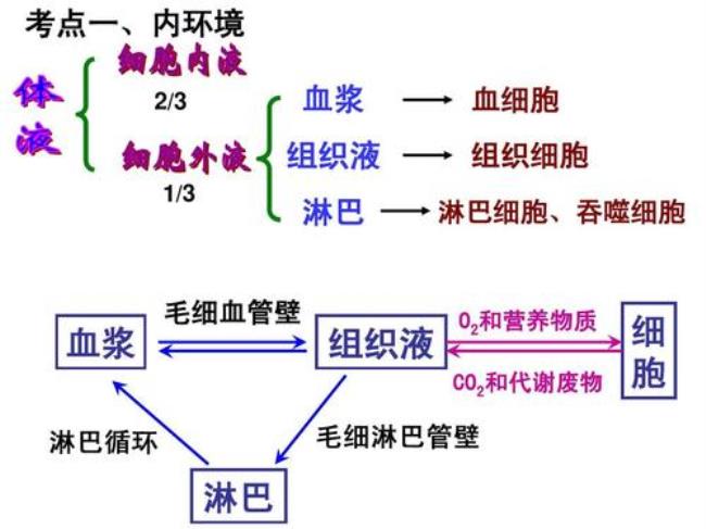 吞噬细胞位于内环境的哪一部分