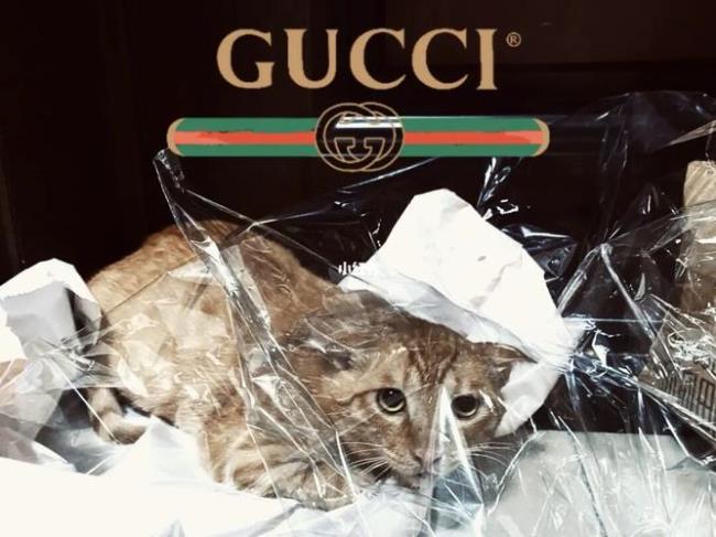 Gucci啥意思