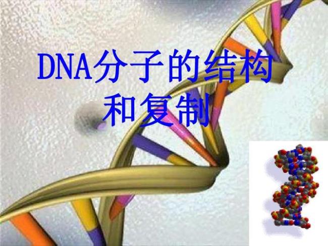 不同的dna分子可以拼接的基础是