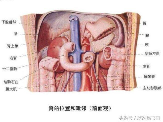 人体的结构是由什么完成的