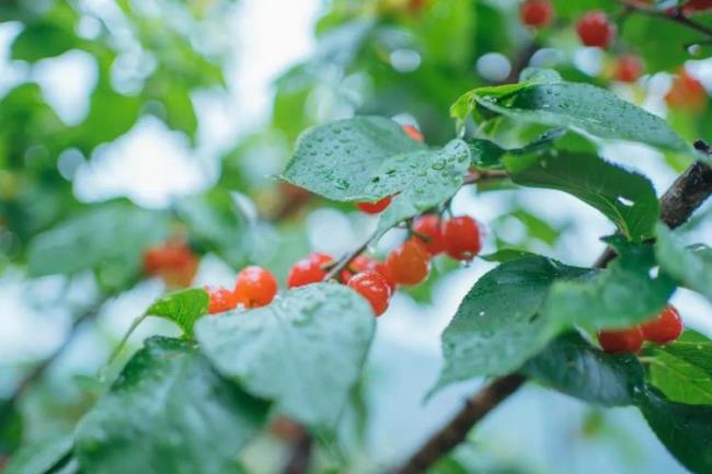 关于微风轻拂细雨蒙蒙的成语