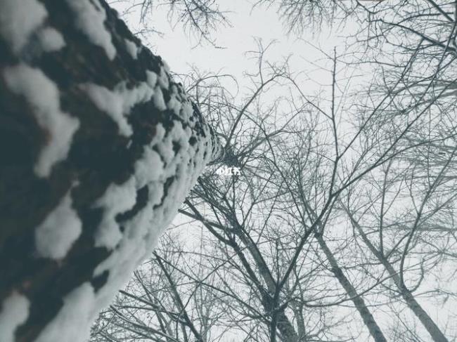 下雪叶落的朋友圈