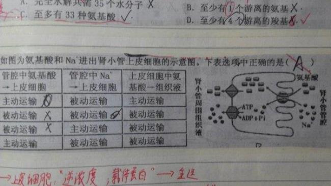 顺浓度差为什么还叫被动运输