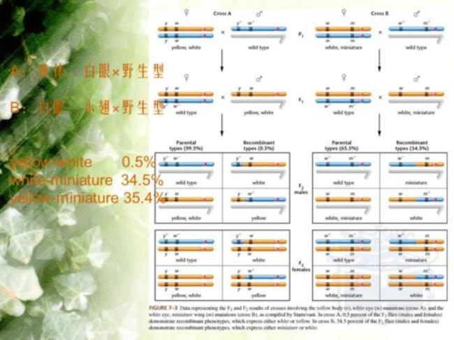 交叉互换和基因重组区别