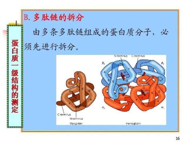 蛋白质结构为什么