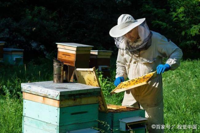 蜜蜂怎样度过粮食危机