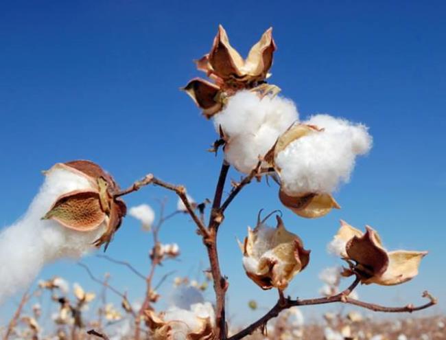 美国棉花叫什么