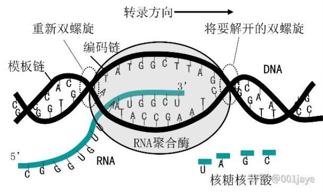 dna和rna是由什么组成的