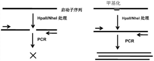 dna引物复制过程