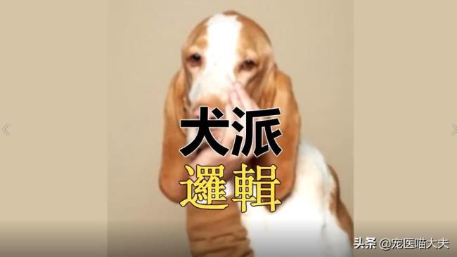 养猫的人和养狗的人的心理区别