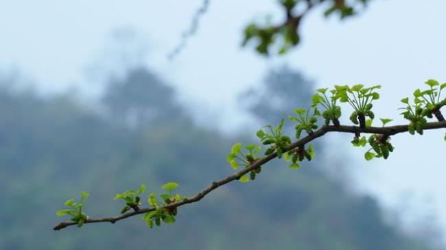 中国各地的代表性植物